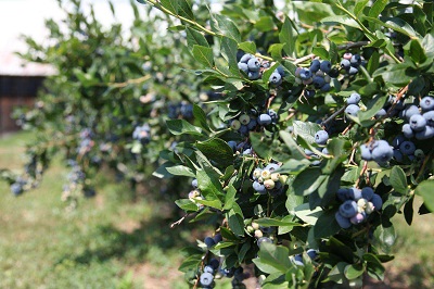 where to plant blueberries in the yard